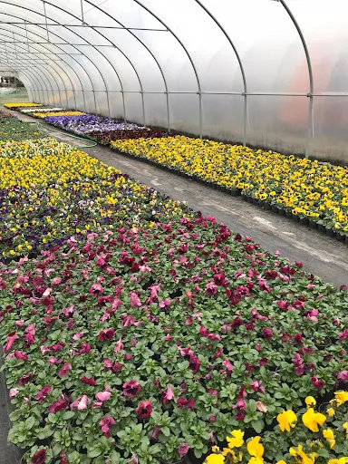 Kuchta Ogrodnictwo - Elżbieta i Stanisław Kuchtowie